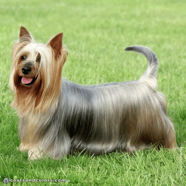 coatsandcolors.com Related Breeds Grid Silky Terrier
