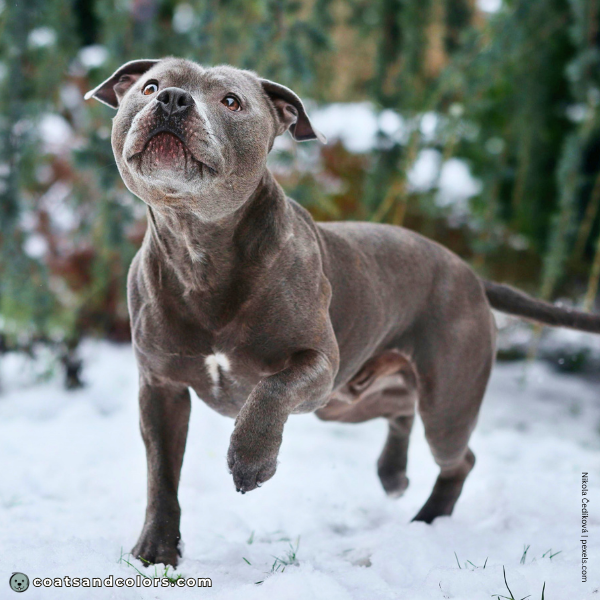 coatsandcolors.com Related Breeds Grid Stafforshire Bull Terrier