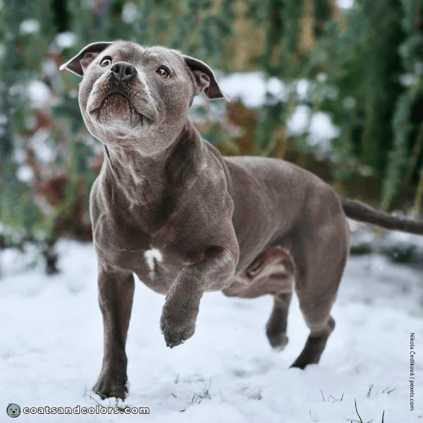 coatsandcolors.com Related Breeds Grid Stafforshire Bull Terrier