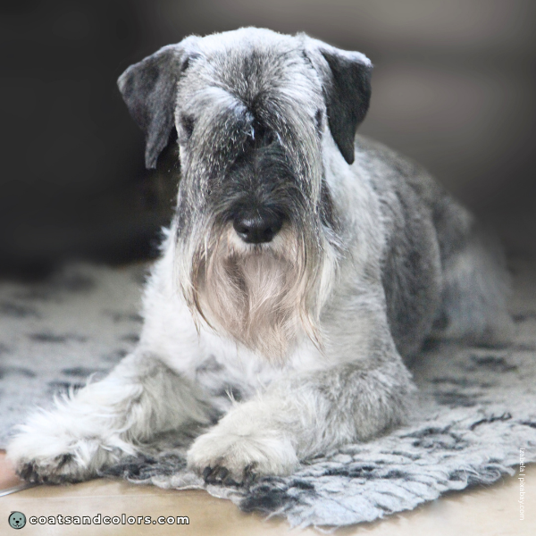 coatsandcolors.com Related Breeds Grid Standard Schnauzer