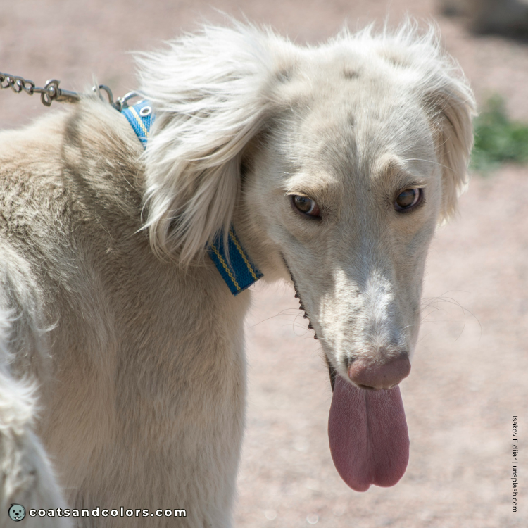 coatsandcolors.com Related Breeds Grid Taigan