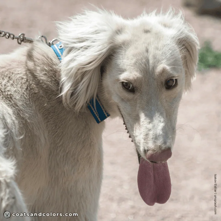 coatsandcolors.com Related Breeds Grid Taigan