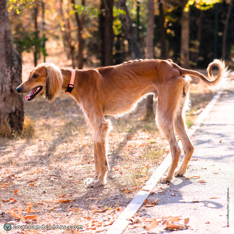 coatsandcolors.com Related Breeds Grid Tazy