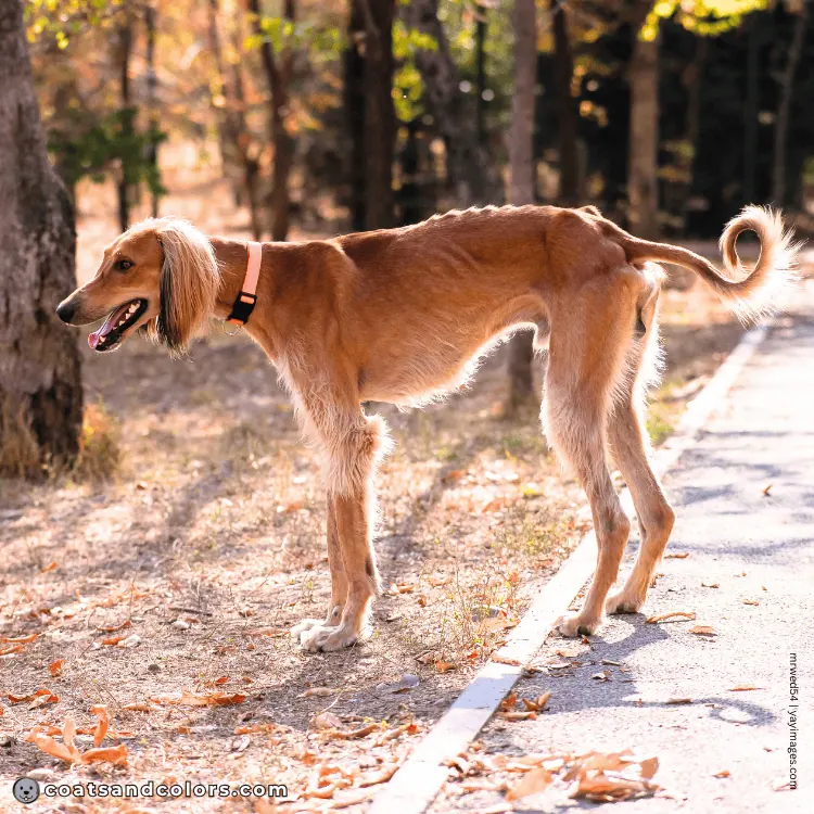 coatsandcolors.com Related Breeds Grid Tazy