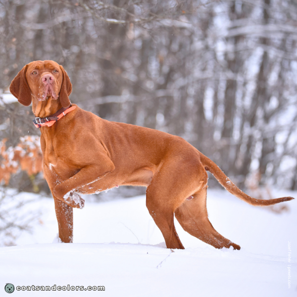 coatsandcolors.com Related Breeds Grid Vizlsa Smooth
