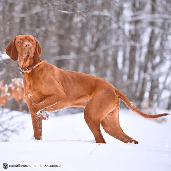 coatsandcolors.com Related Breeds Grid Vizlsa Smooth