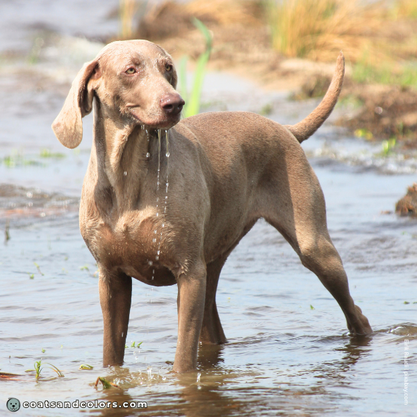 coatsandcolors.com Related Breeds Grid Weimaraner