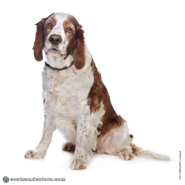 coatsandcolors.com Related Breeds Grid Welsh Springer Spaniel