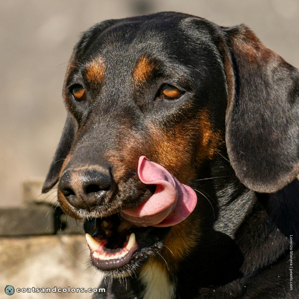 coatsandcolors.com Related Breeds Grid Westphalian Dachsbracke