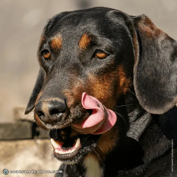 coatsandcolors.com Related Breeds Grid Westphalian Dachsbracke