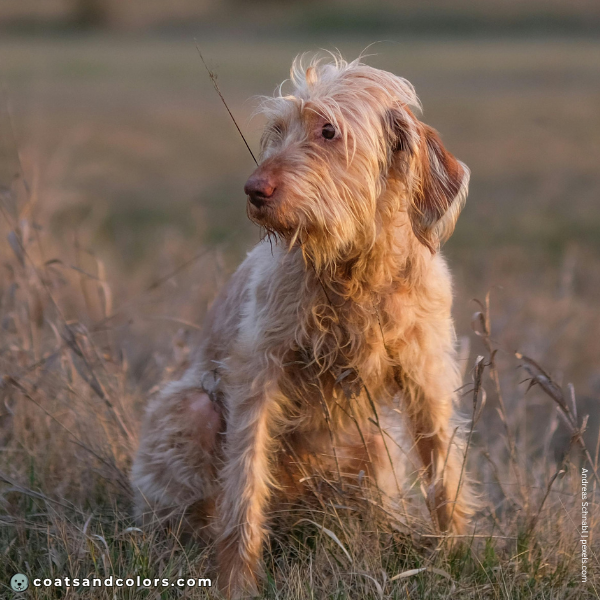 coatsandcolors.com Related Breeds Grid Wirehaired Vizsla