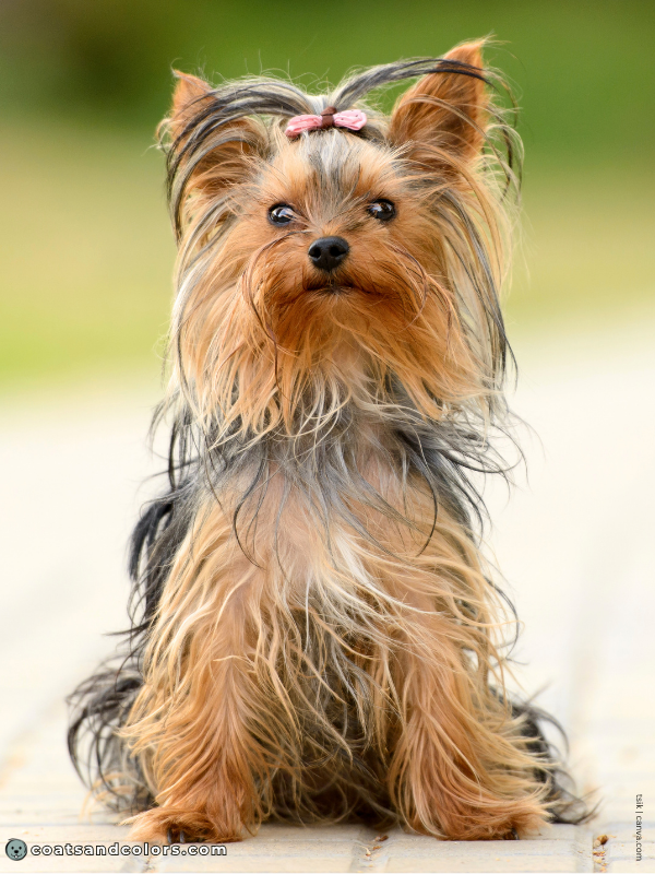 coatsandcolors.com Residual White Yorkshire Terrier