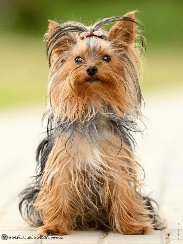 coatsandcolors.com Residual White Yorkshire Terrier