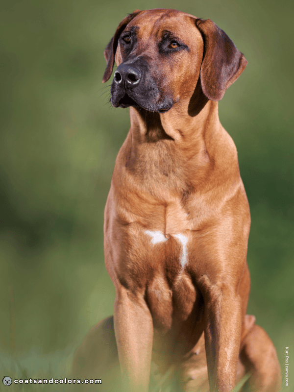 coatsandcolors.com Residual White chest spot Ridgeback