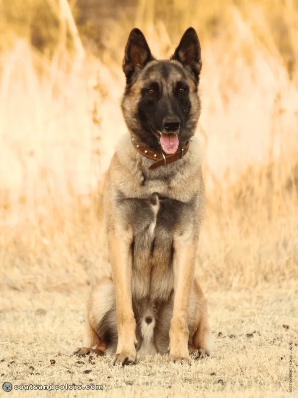 coatsandcolors.com Residual White chest white stripe Malinois