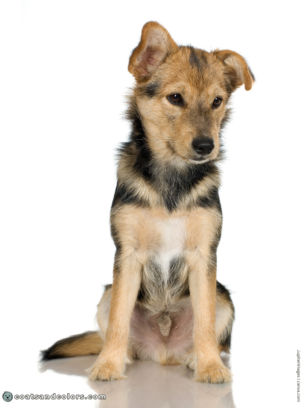 coatsandcolors.com Residual White mixed breed puppy