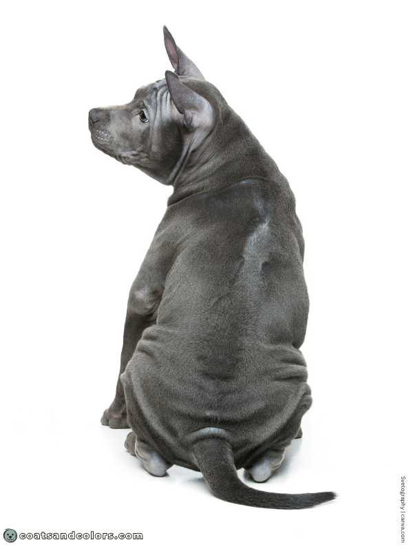 coatsandcolors.com Ridgebacks Thai Ridgeback puppy blue