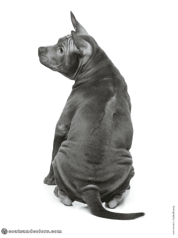 coatsandcolors.com Ridgebacks Thai Ridgeback puppy blue