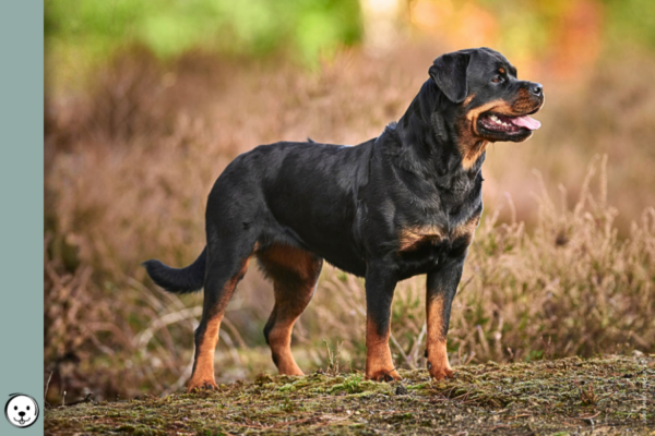 coatsandcolors.com Rottweiler Colors 900x600 1