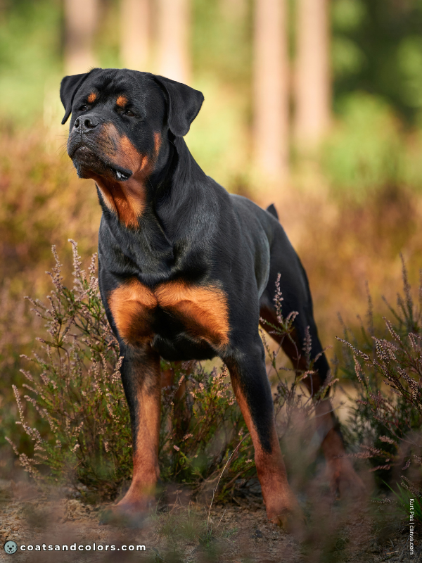 coatsandcolors.com Rottweiler Colors base color black