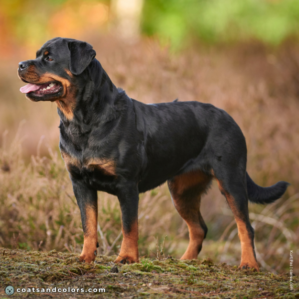 coatsandcolors.com Rottweiler Colors base pattern tan point