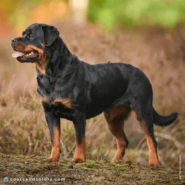 coatsandcolors.com Rottweiler Colors base pattern tan point