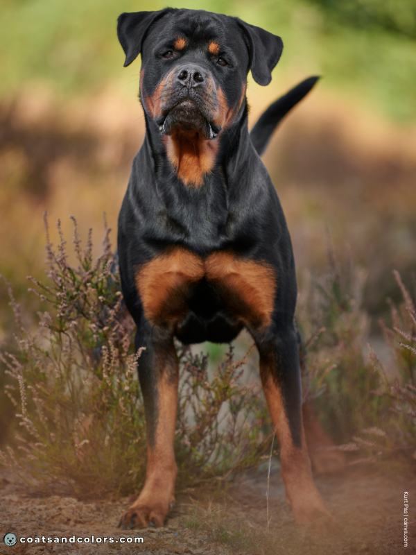 coatsandcolors.com Rottweiler Colors black mahogany 1