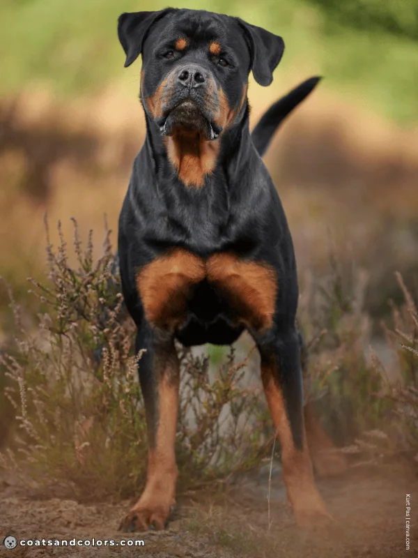 coatsandcolors.com Rottweiler Colors black mahogany 1