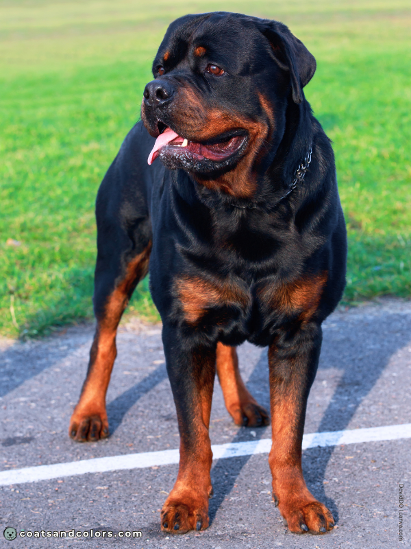 coatsandcolors.com Rottweiler Colors black mahogany 3