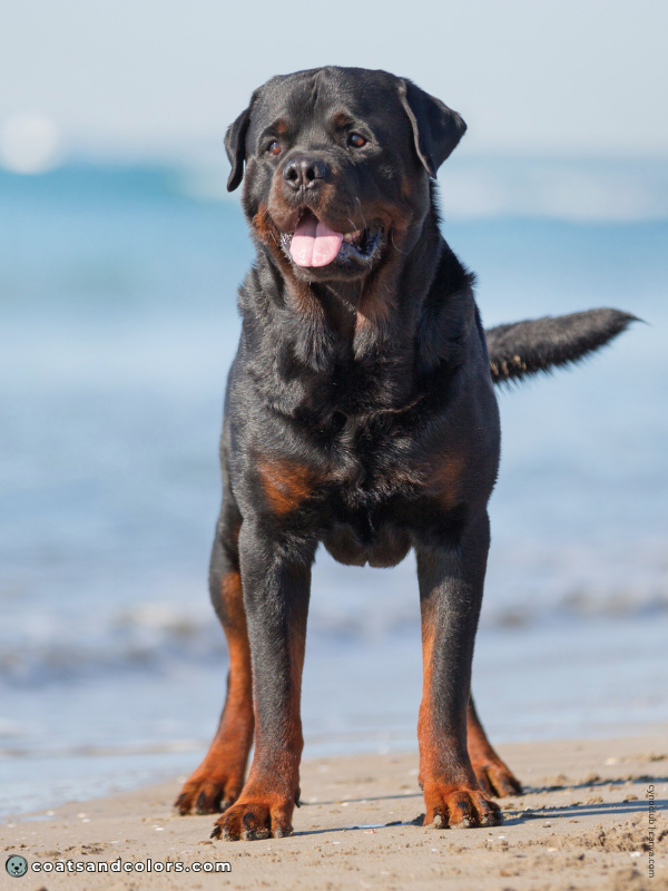 coatsandcolors.com Rottweiler Colors black mahogany 3b