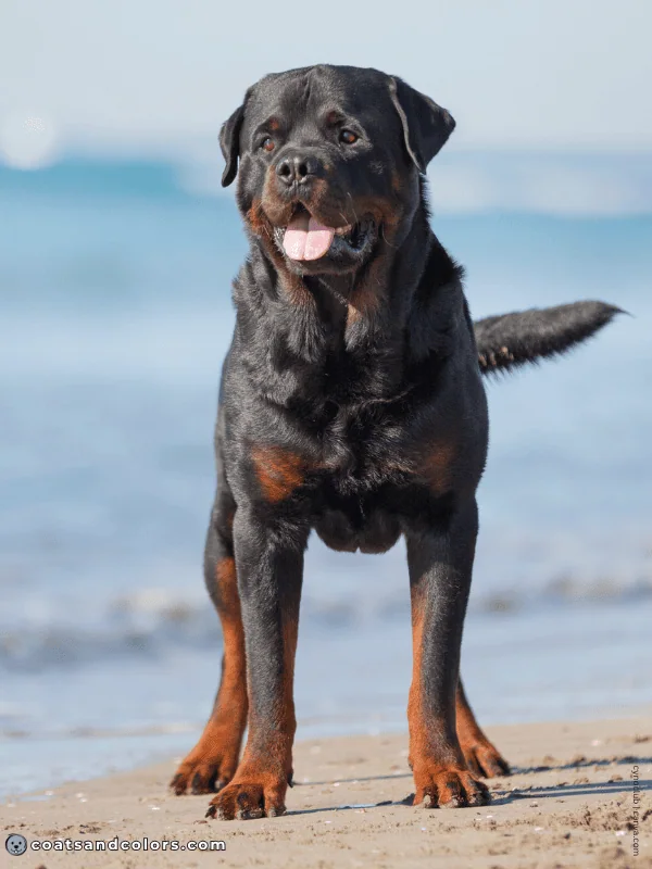 coatsandcolors.com Rottweiler Colors black mahogany 3b