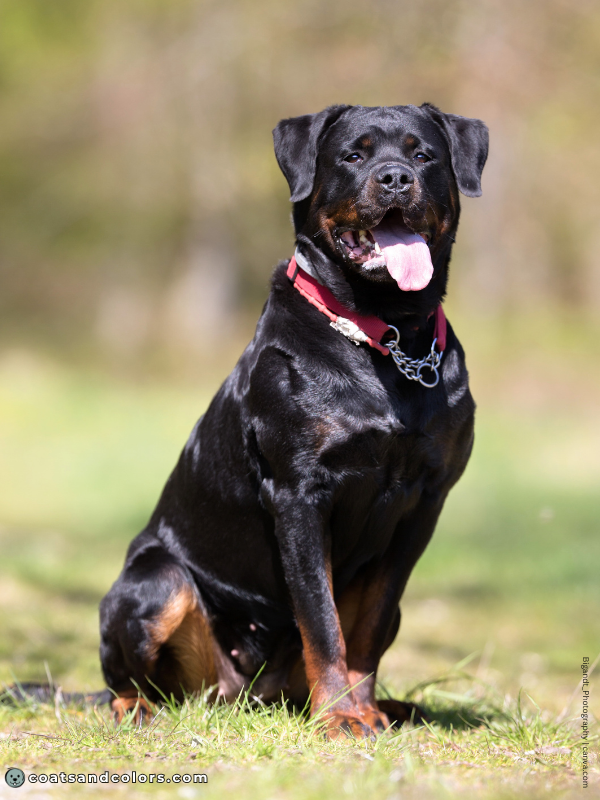 coatsandcolors.com Rottweiler Colors black mask
