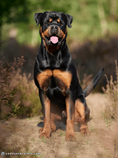 Off Color Rottweiler Rottweiler Colors | Coats and Colors