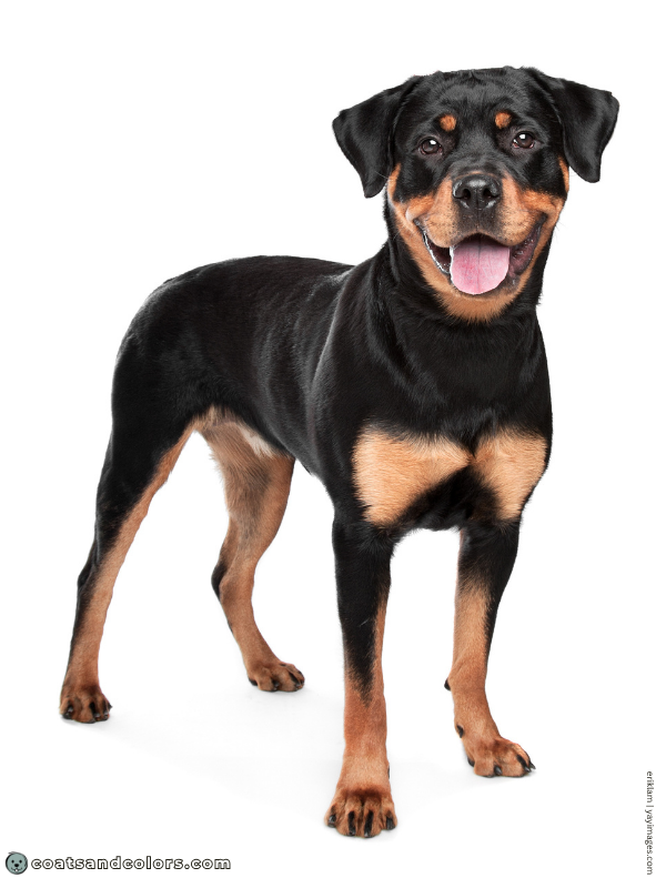 coatsandcolors.com Rottweiler Colors black tan 1