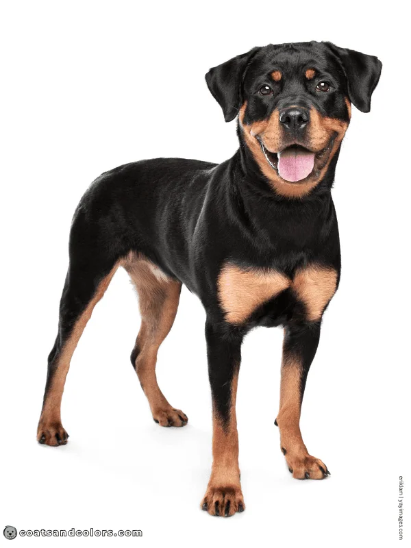 coatsandcolors.com Rottweiler Colors black tan 1