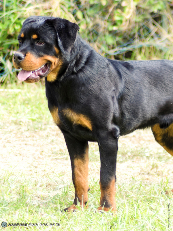 coatsandcolors.com Rottweiler Colors black tan 3