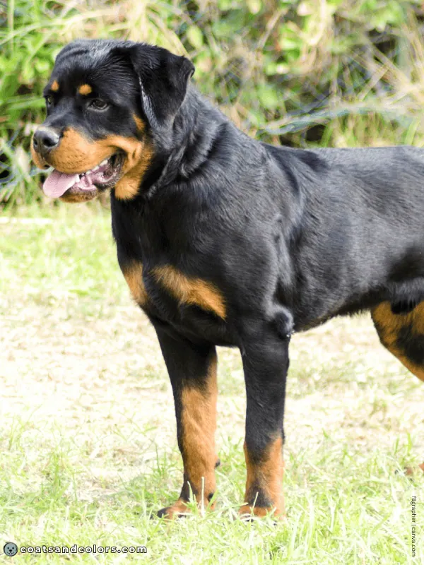 coatsandcolors.com Rottweiler Colors black tan 3