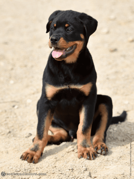 All Color Rottweiler Rottweiler Colors | Coats and Colors