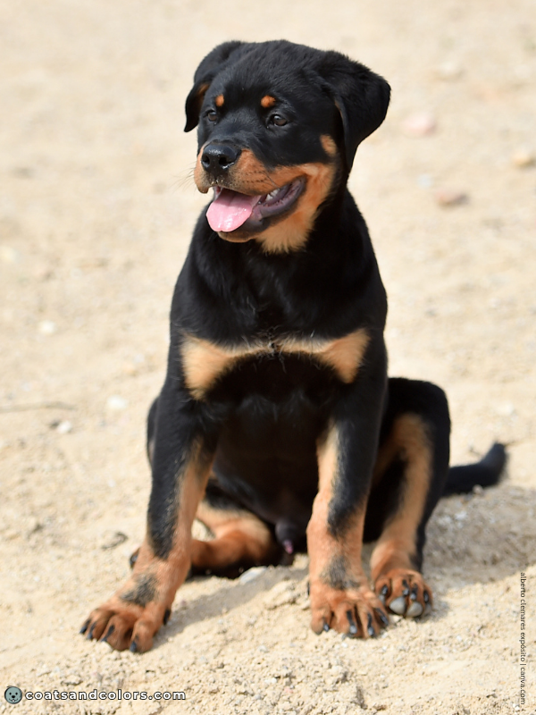coatsandcolors.com Rottweiler Colors black tan 4