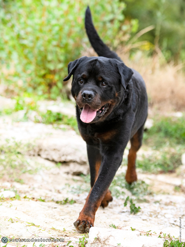 coatsandcolors.com Rottweiler Colors coat type