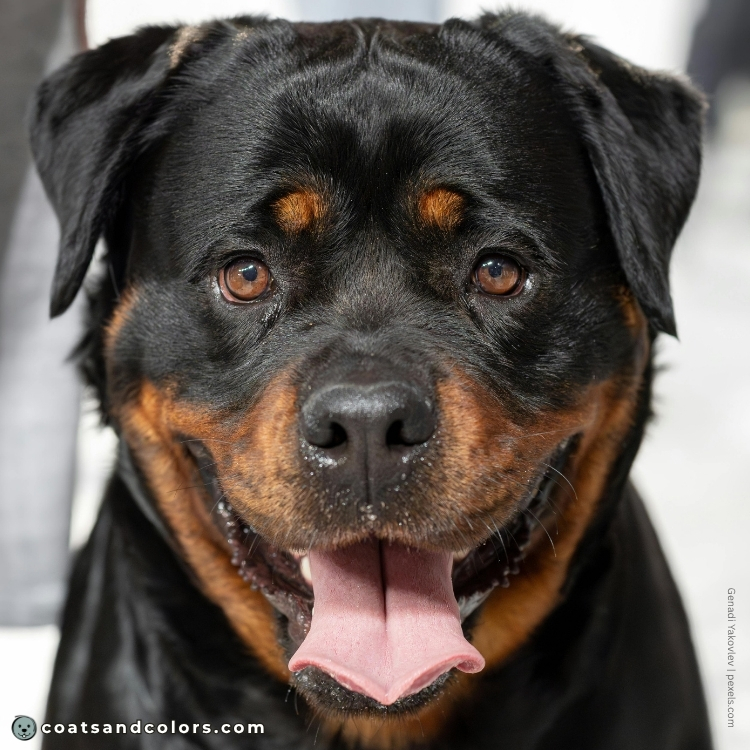 coatsandcolors.com Rottweiler Colors eye color 1