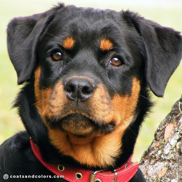 coatsandcolors.com Rottweiler Colors eye color 2