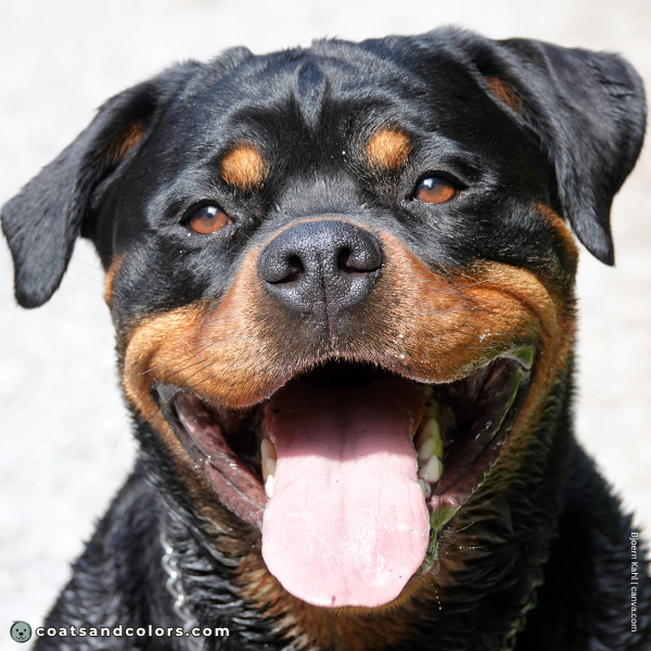 coatsandcolors.com Rottweiler Colors eye color 3