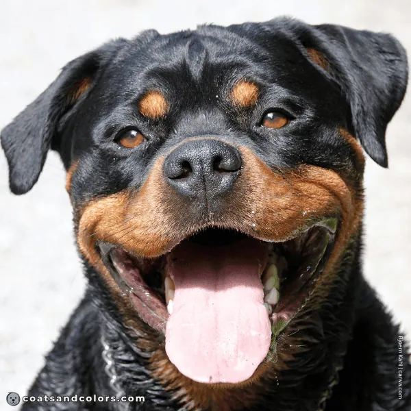 coatsandcolors.com Rottweiler Colors eye color 3