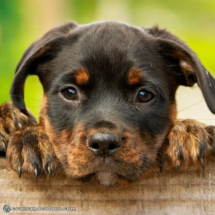 coatsandcolors.com Rottweiler Colors faulty colors brindle point
