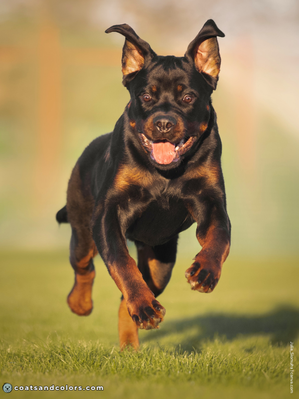 coatsandcolors.com Rottweiler Colors intensity high