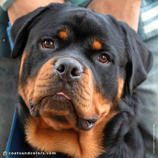 coatsandcolors.com Rottweiler Colors nose color 2
