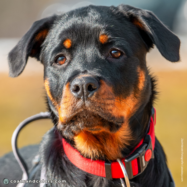 coatsandcolors.com Rottweiler Colors nose color 3