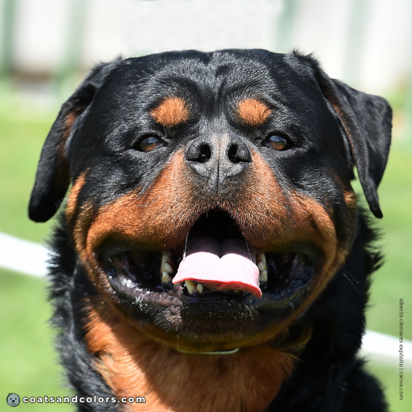 coatsandcolors.com Rottweiler Colors nose stripe