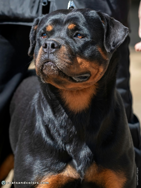 coatsandcolors.com Rottweiler Colors tan point black red